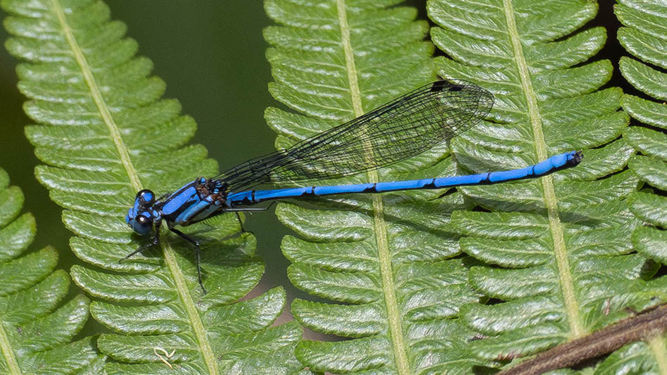 Argia medularis (Sky-blue Dancer) male.jpg